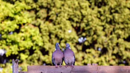 Close-up of birds perching on wood