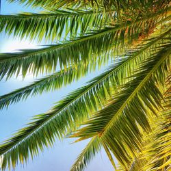 Low angle view of palm trees