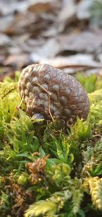 Close-up of shell on a field