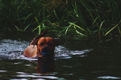 Portrait of dog in lake