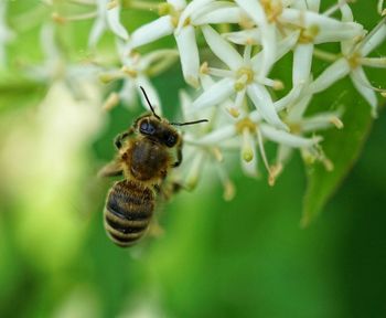 Close-up of honey bee on plant