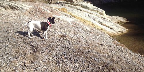 Dog standing on rock