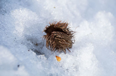 Close-up of jellyfish in winter