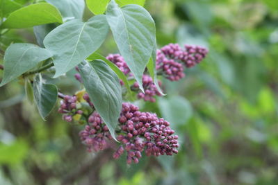Close-up of purple flowering plant