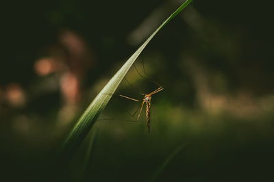 Close-up of grasshopper