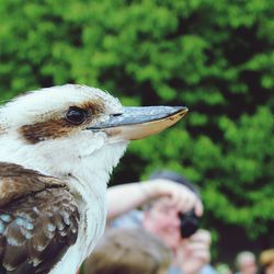 Close-up of hand feeding bird