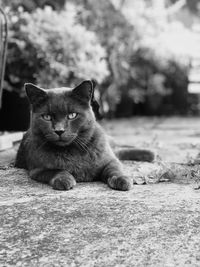 Portrait of cat sitting on floor