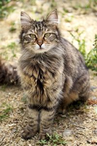 Portrait of fuzzy cat sitting outdoors