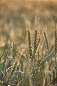 Close-up of wheat growing on field