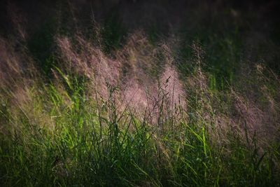 Full frame shot of grass growing on field