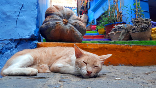 Cats relaxing outdoors