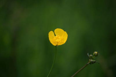 Close-upof yellow flower blooming