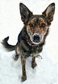 Portrait of dog in snow