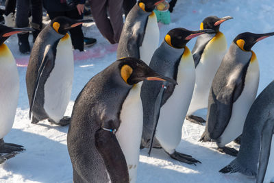 High angle view of penguins on snow covered land