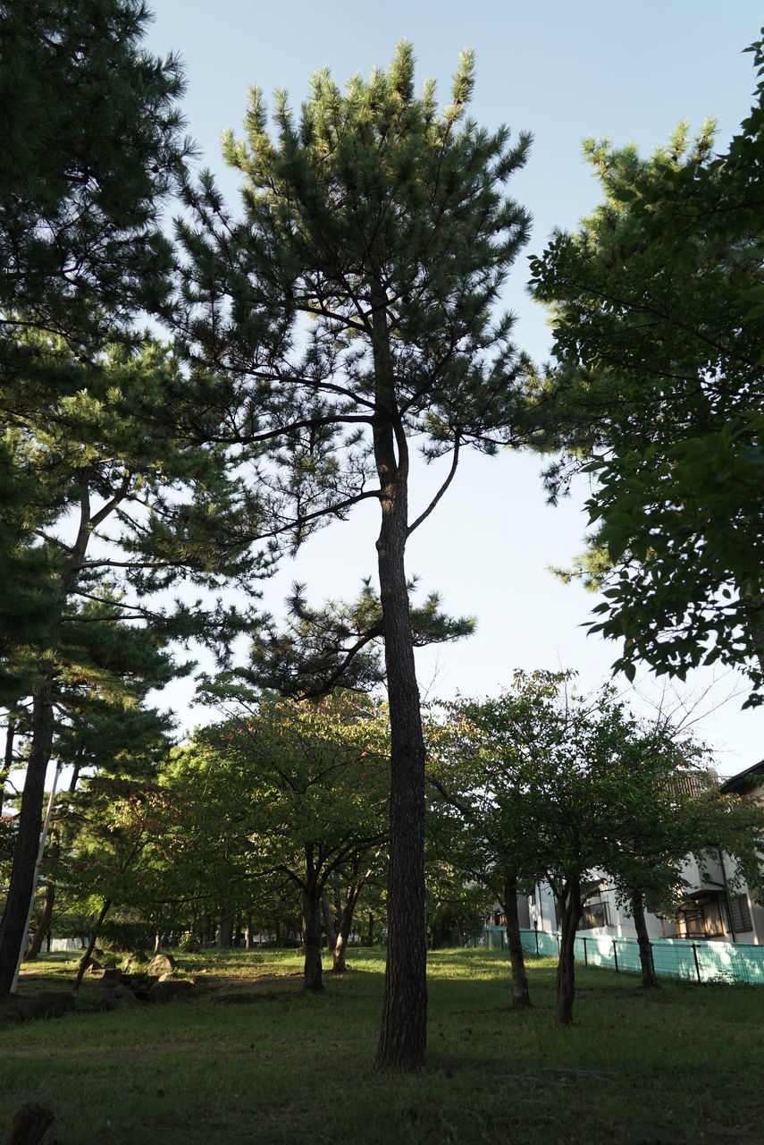 TREES GROWING IN FIELD