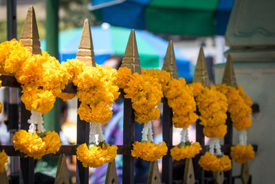 Close-up of yellow flowers for sale at market