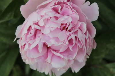 Close-up of pink flower blooming in park