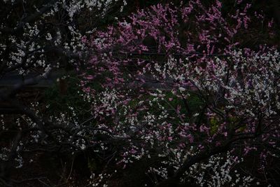 Plants growing on a tree