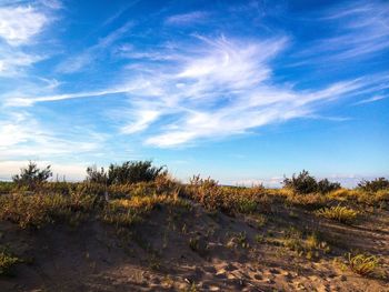 Plants growing on landscape against blue sky