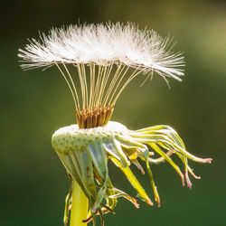 Close-up of white dandelion flower