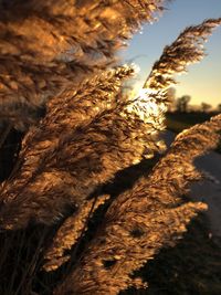 Close-up of dry leaves on field against sky