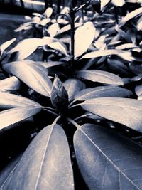 High angle view of leaves