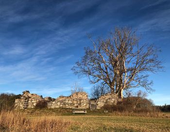 Bare tree on field against sky