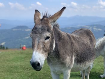 Close-up of a horse on field