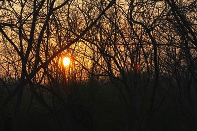 Low angle view of silhouette bare trees against sky during sunset