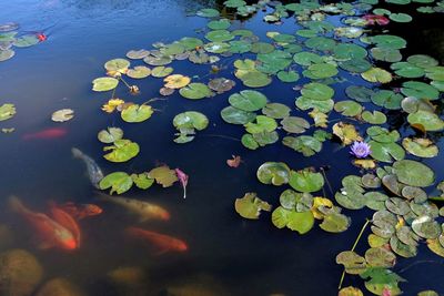 High angle view of lotus water lily in lake