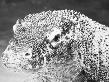 Close-up of a turtle