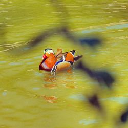 Fish swimming in water