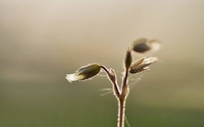 Close-up of wilted plant