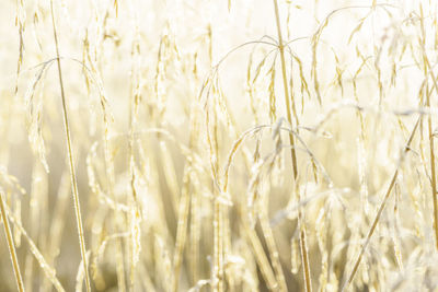 Close-up of fresh plants on field