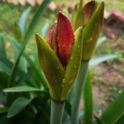 Close-up of plant