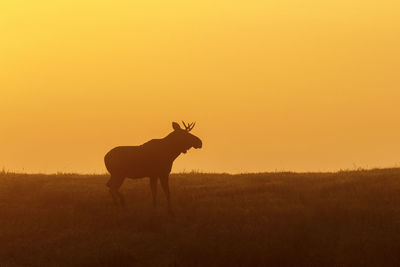 Silhouette of deer on field during sunset