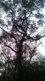 Low angle view of tree against sky