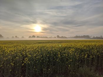 Scenic view of field against sky during sunset