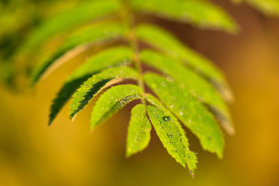 Close-up of wet plant leaves