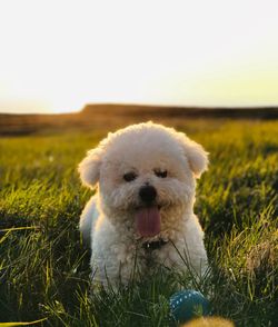 Dog with a toy in a field, waiting for you to play with him