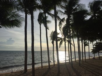 Palm trees by sea against sky