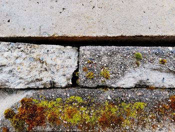 Close-up of lichen on rock