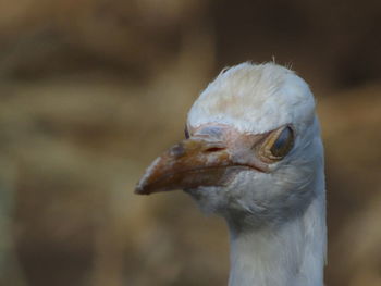 Close-up of a bird