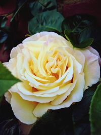 Close-up of rose blooming outdoors