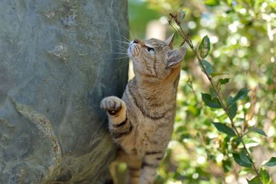 High angle view of cat on rock