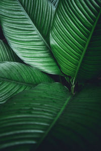 Full frame shot of plants