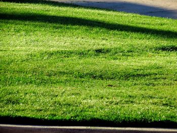 Grass growing on field