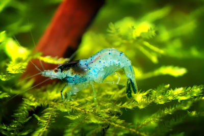 Close-up of insect on plant