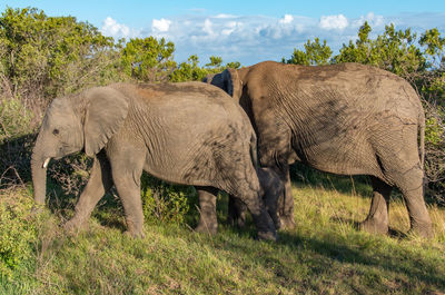 Elephant in a field