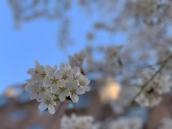Close-up of white flowering plant